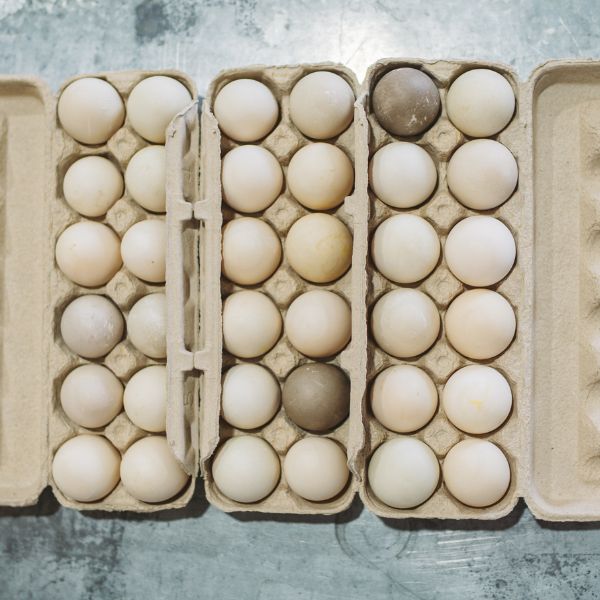 Duck eggs