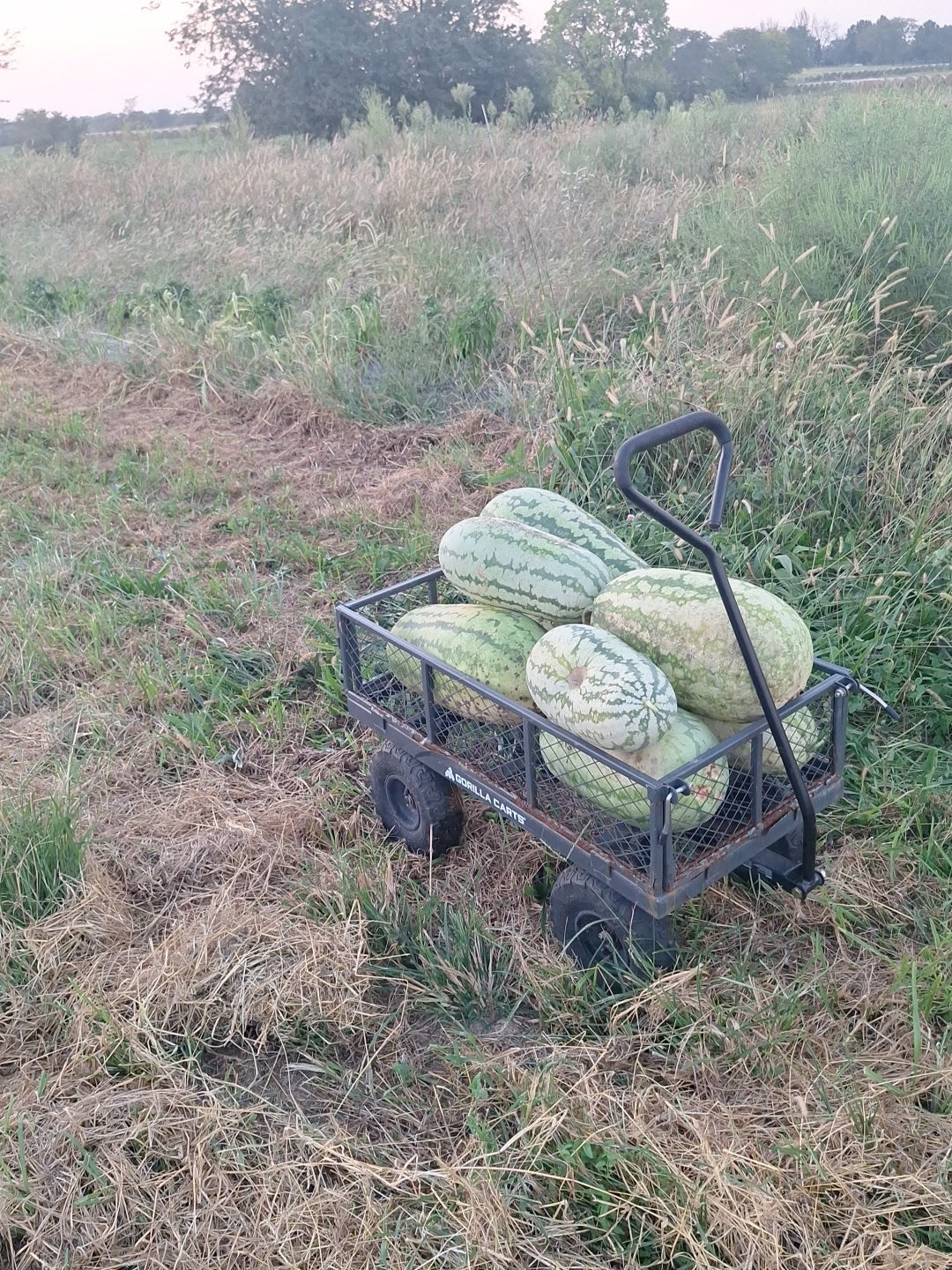 Watermelon